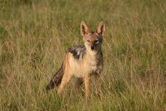Lupulella mesomelas schmidti