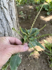 Amaranthus deflexus