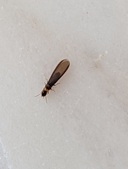 Kalotermes flavicollis