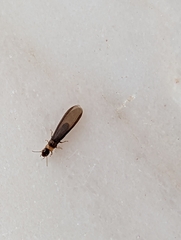 Kalotermes flavicollis