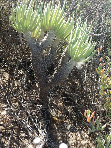 Tylecodon wallichii