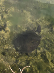 Apalone ferox