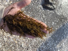 Carpophyllum plumosum