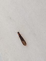 Kalotermes flavicollis