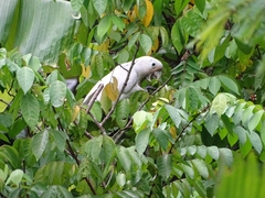Cacatua goffiniana