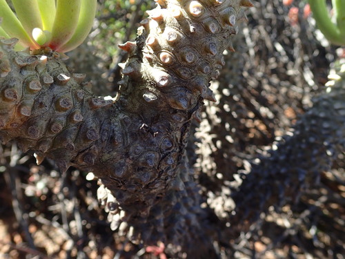 Tylecodon wallichii