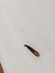 Kalotermes flavicollis