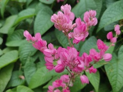 Antigonon leptopus