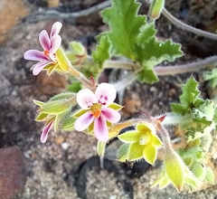 Pelargonium althaeoides