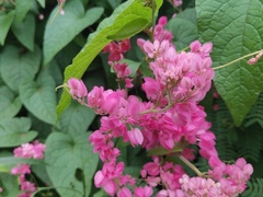 Antigonon leptopus