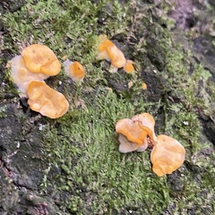 Stereum hirsutum