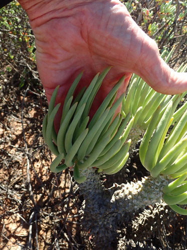 Tylecodon wallichii