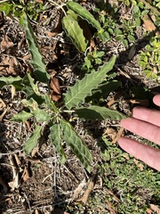 Solanum elaeagnifolium