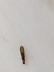 Kalotermes flavicollis