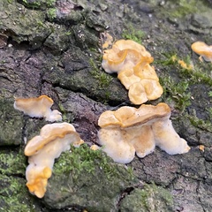 Stereum hirsutum