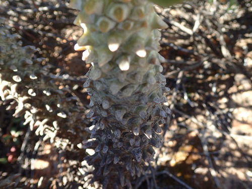 Tylecodon wallichii