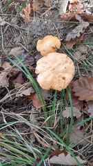 Hydnum rufescens