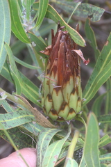 Protea burchellii