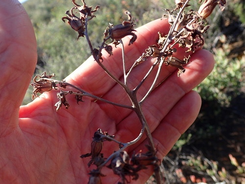 Tylecodon wallichii