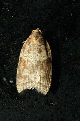 Acleris pulverosana