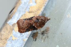 Acleris braunana