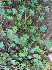 Oxalis pes-caprae