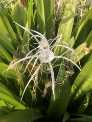 Hymenocallis