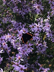 Vanessa atalanta