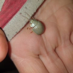 Paropsisterna crocata