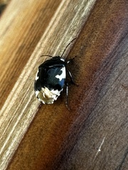 Tritomegas bicolor