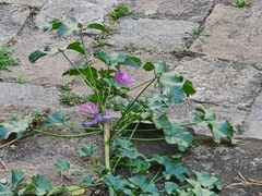 Malva sylvestris