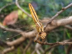 Brachythemis lacustris