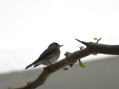 Muscicapa dauurica