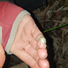 Paropsisterna crocata