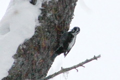 Picoides tridactylus