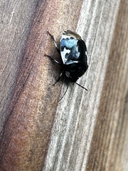 Tritomegas bicolor