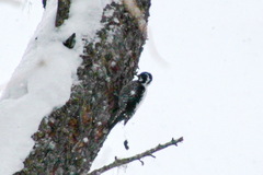 Picoides tridactylus