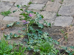 Malva sylvestris