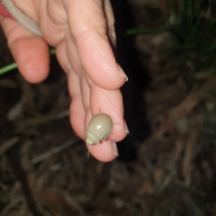 Paropsisterna crocata