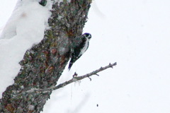 Picoides tridactylus