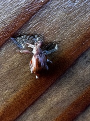 Tritomegas bicolor