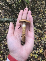 Cortinarius trivialis
