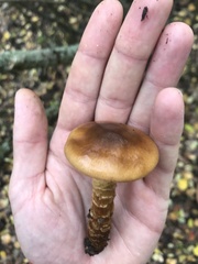 Cortinarius trivialis