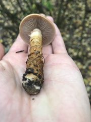Cortinarius trivialis