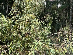 Eucalyptus camaldulensis