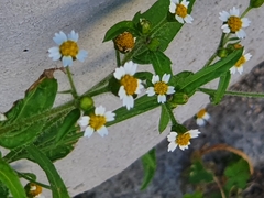 Galinsoga quadriradiata