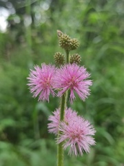 Mimosa diplotricha