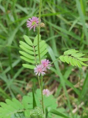 Mimosa diplotricha