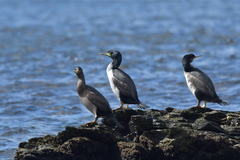 Phalacrocorax featherstoni
