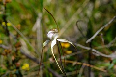 Caladenia venusta